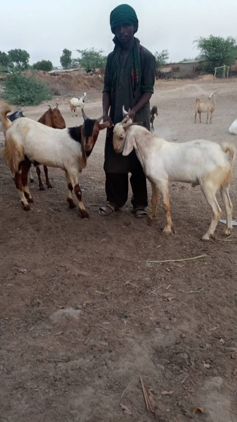 Bakra 3