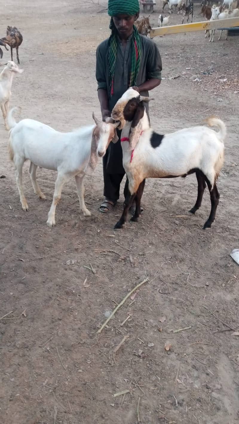 Bakra 4