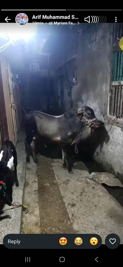 cow for sale