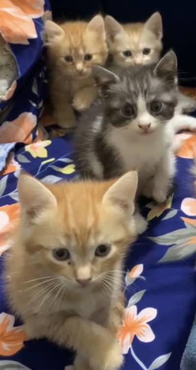 4 kittens available