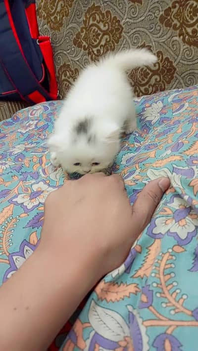 Pair of persian kitten available for Sale
