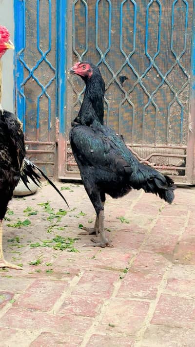 Sahmo female quality samne apke