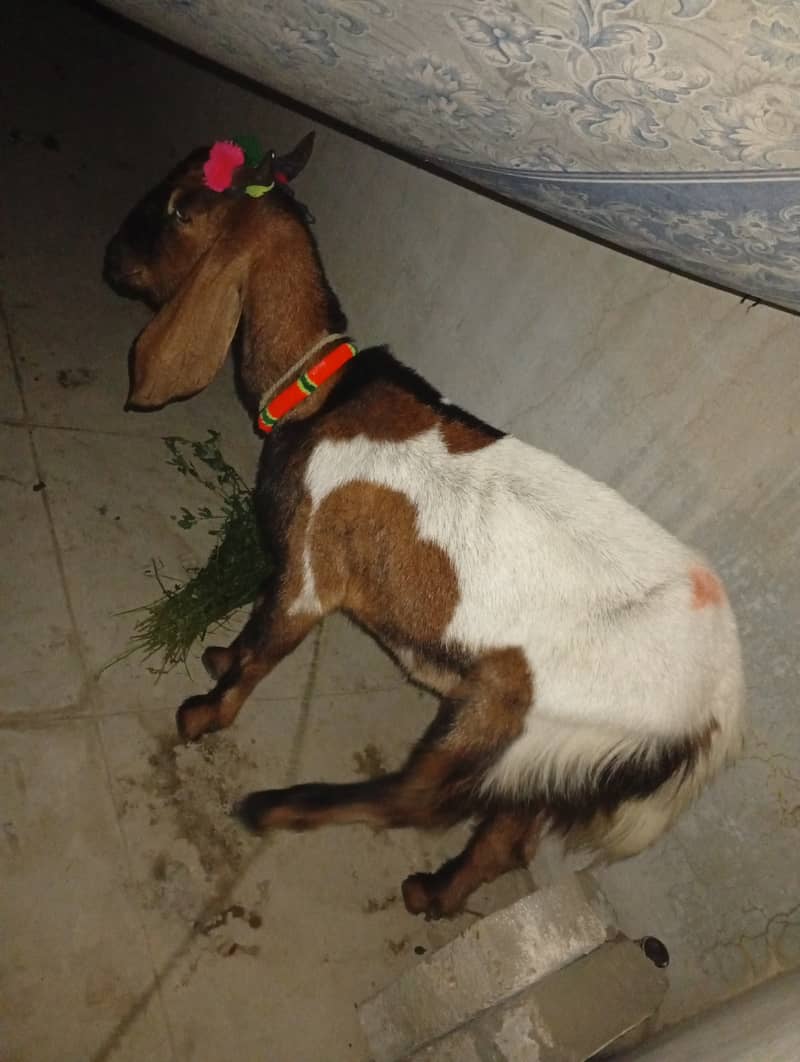 Bakra khassi 0