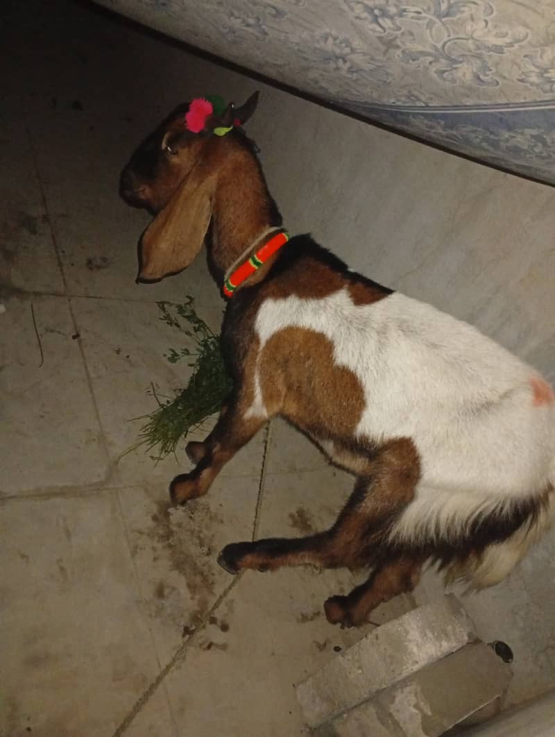 Bakra khassi 1