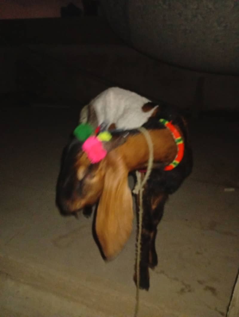 Bakra khassi 2
