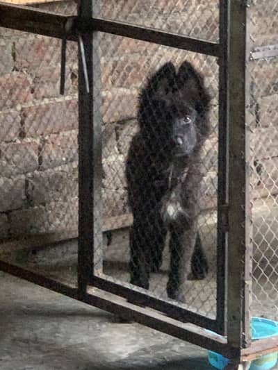 Black shepherd Long hair pupps