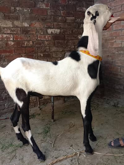 top quality ka breadr Bakra hai MashAllah bhot pyara Bakra q