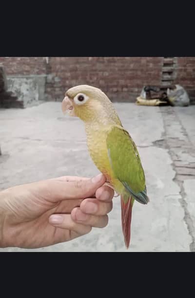 Pineapple conure