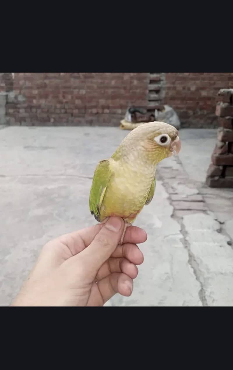 Pineapple conure 1