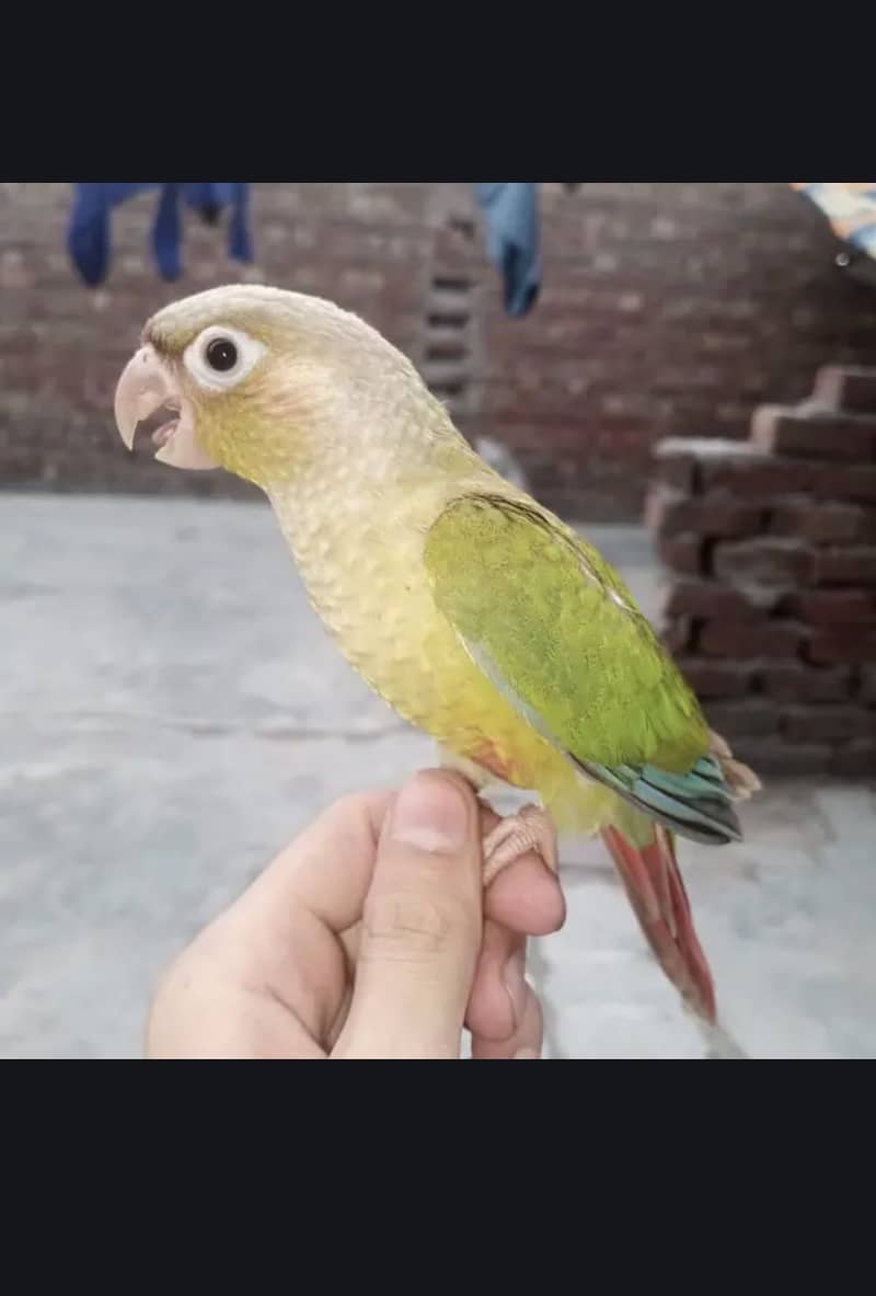 Pineapple conure 2