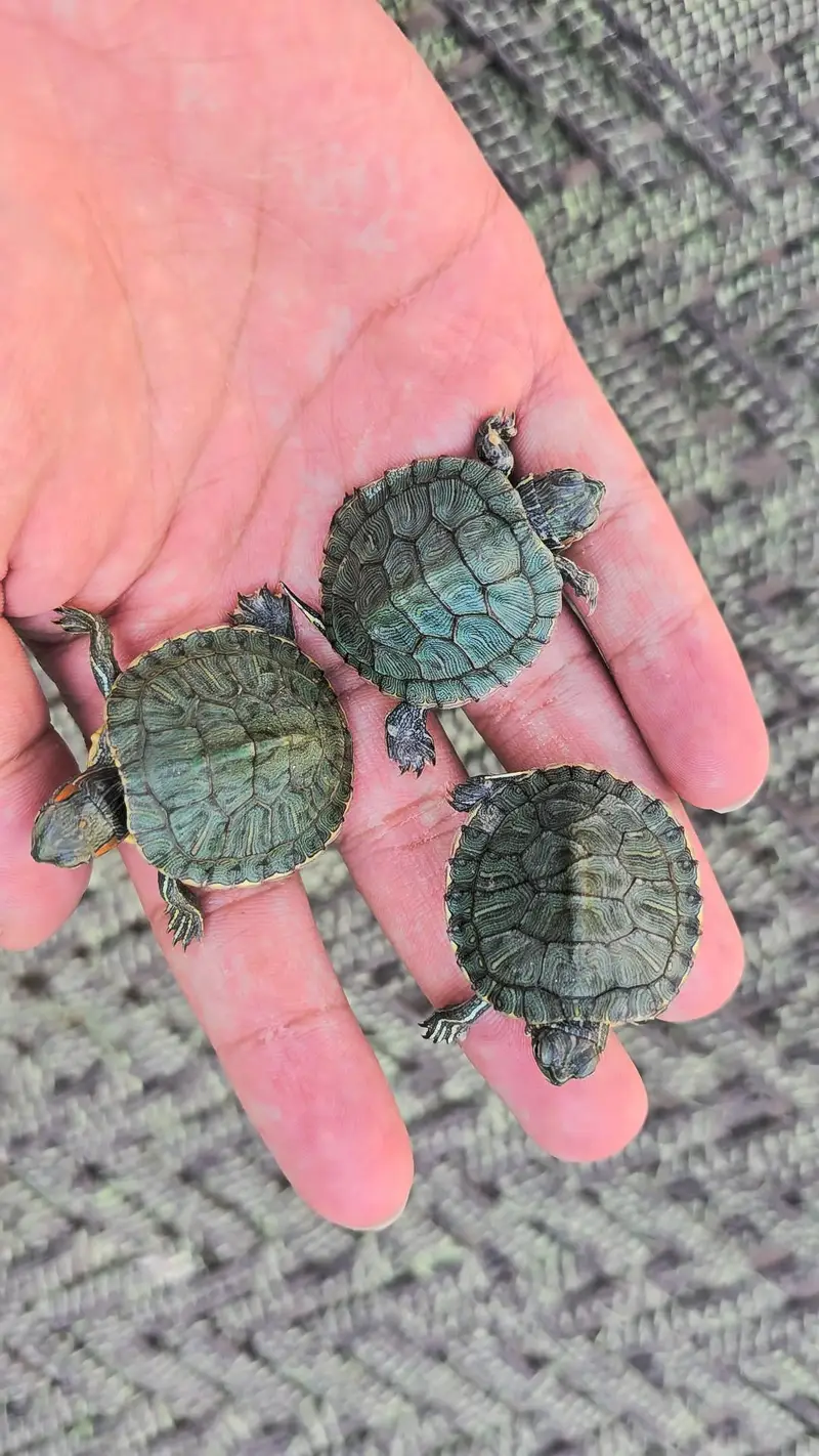 Turtle Red ear slider turtles — photo 8