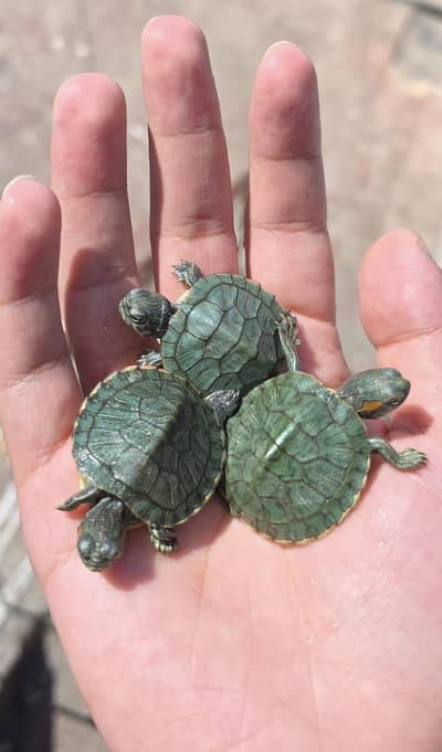 Turtle Red ear slider turtles
