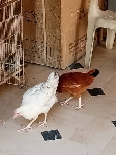 Desi Hens
