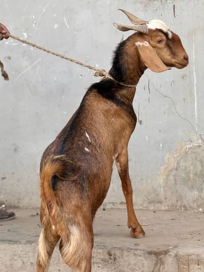 2 danth kasi bakra