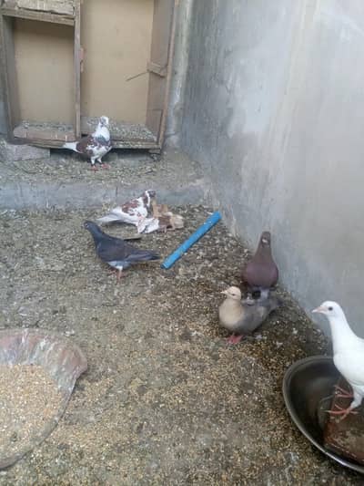 breeder pair for sale