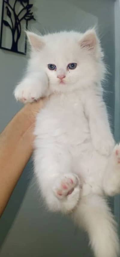 Persion Kittens For Sale