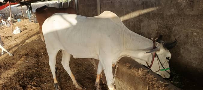 Cows for sale & Ijtemai Qurbani