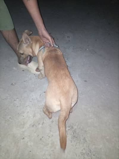 Good female and family dog