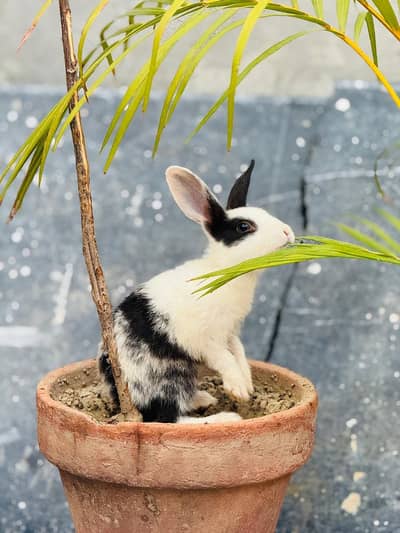 i m selling  my Red eyes  rabbit and 2 months Baby