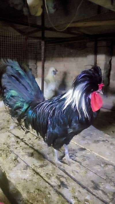 black polish male