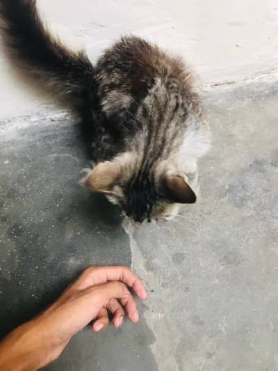 persian cat