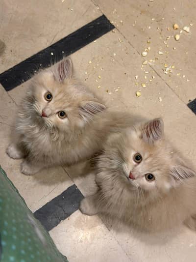 Persian Doll Face Kitten Up For Sale