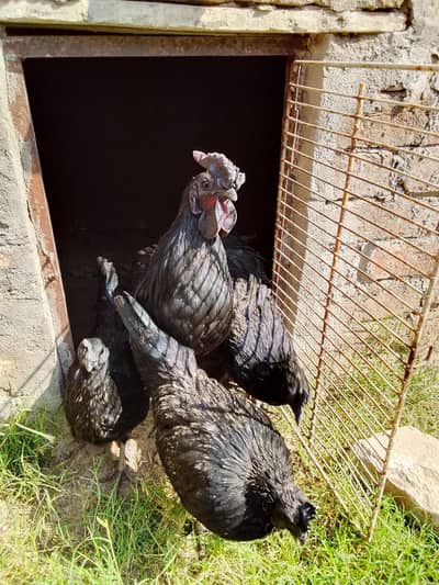 Pure Ayam Cemani 100% Healthy & Active Breeder's