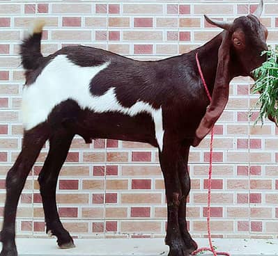 Bakra Qasai 2026