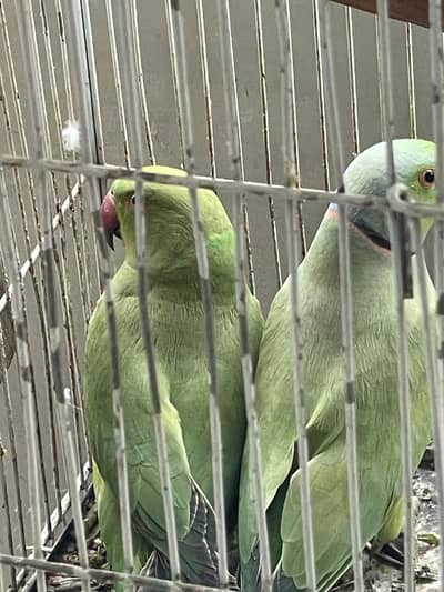 Ringneck parrot