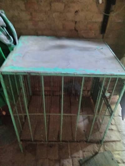cage. birds