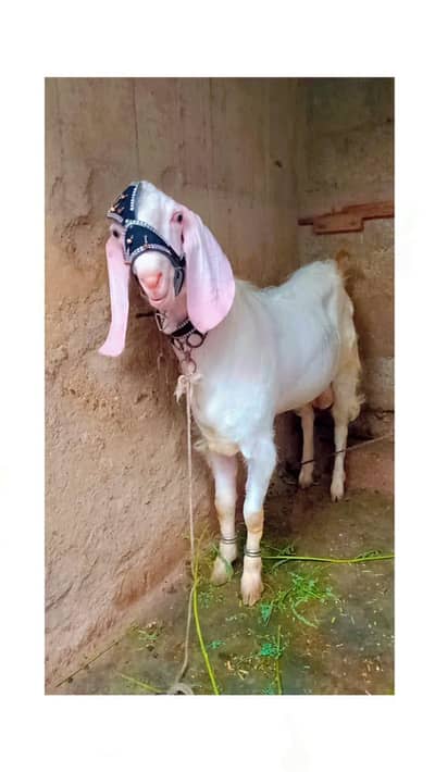 Qurbani Bakra For Sale