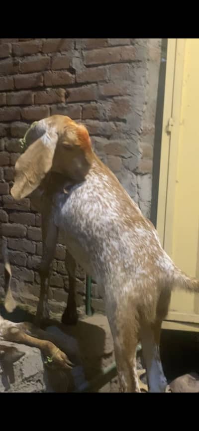 Qurbani makhi chena bakra
