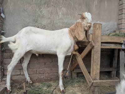 Beautiful Pair of Premium Beetal Cross Male Goats (Bakray)