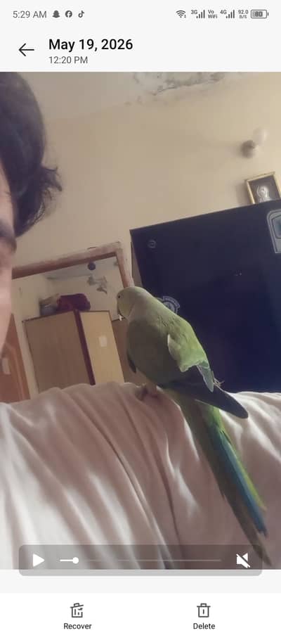 Green parrot for sale male