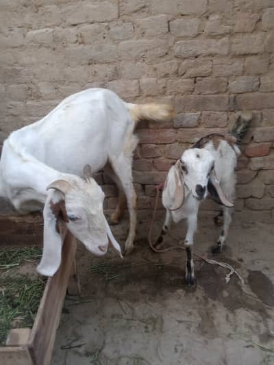 Healthy Female Goat for Sale with cute baby – Good Condition