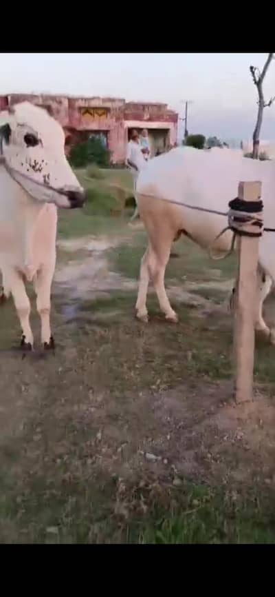 murbani k bull