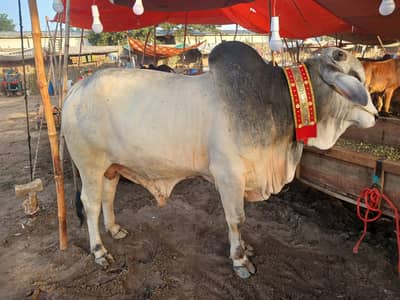 Qurbani