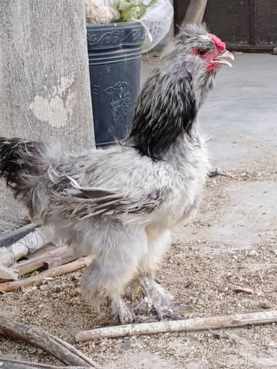 Silkie murgha
