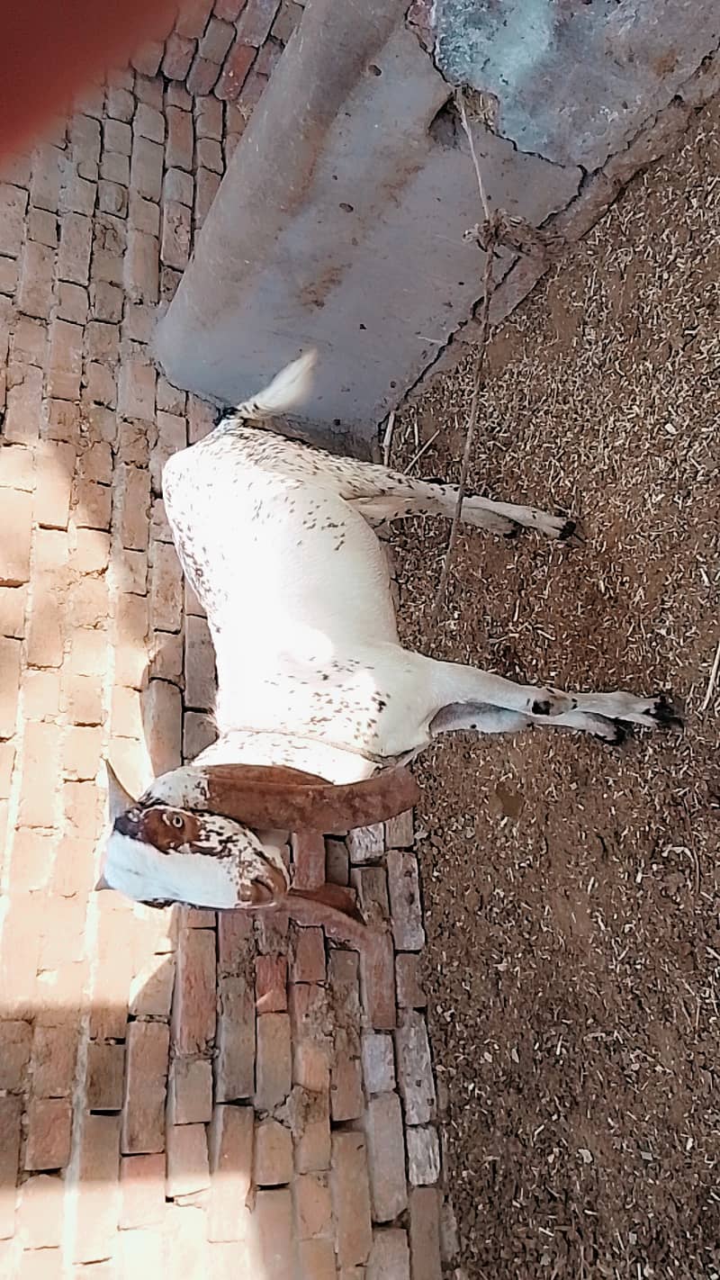 مکھی چینا رنگ کا بکرا ہے 1