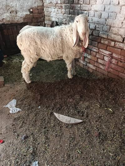 kajla shatra for sale qurbani 2026