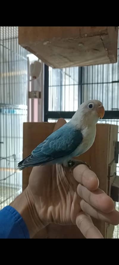 Pale Fallow, Albino, Fisher, Albino Java, Cocktail & Lovebirds Tame