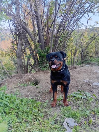 rott male for sale/exchange