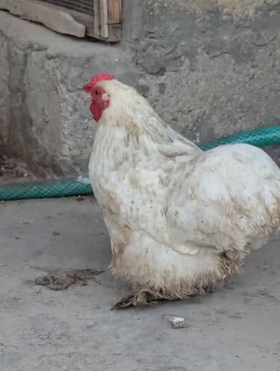 Bantam Female Egg Laying