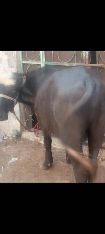 qurbani katta