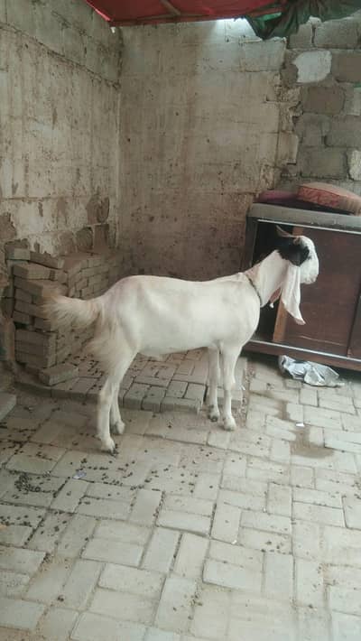 Gulabi kamori bcha.
