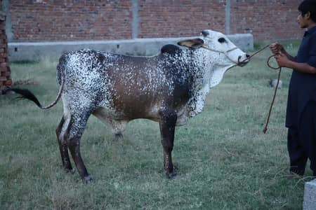 Qurbani 2026 | Bachra | Wacha | bull | Bachry | Desi bachrae