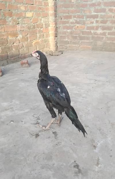 thai + Pakistani patha 3 months age