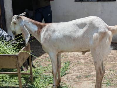 Khassi Bakra