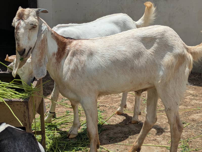 Khassi Bakra 1