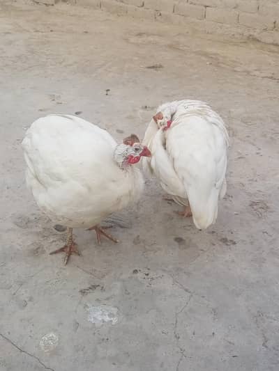 2 female of white tetri / guinea fawl